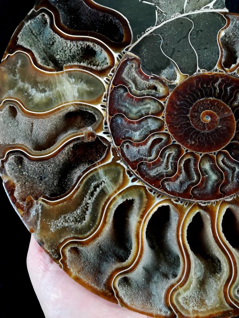 Ammonit - Forstenet dyr - Aioloceras (Cleoniceras) besairiei (Collignon 1949) - 21.7 cm - 18 cm #4.3