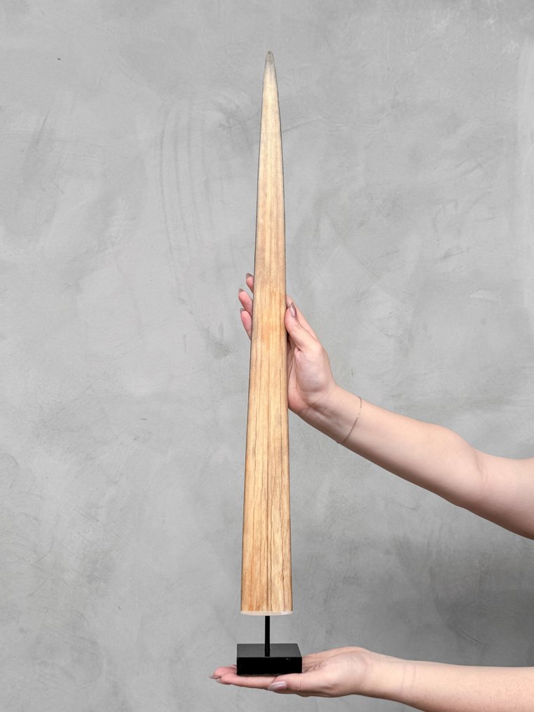 Χωρίς ελάχιστη τιμή - Ένα μεγάλο ρύγχος ξιφία τοποθετημένο σε βάση. Ρύγχος σε βάση - Xiphias Gladius - 73 cm - 7 cm - 7 cm- Είδη που δεν ανήκουν στο CITES #1.0