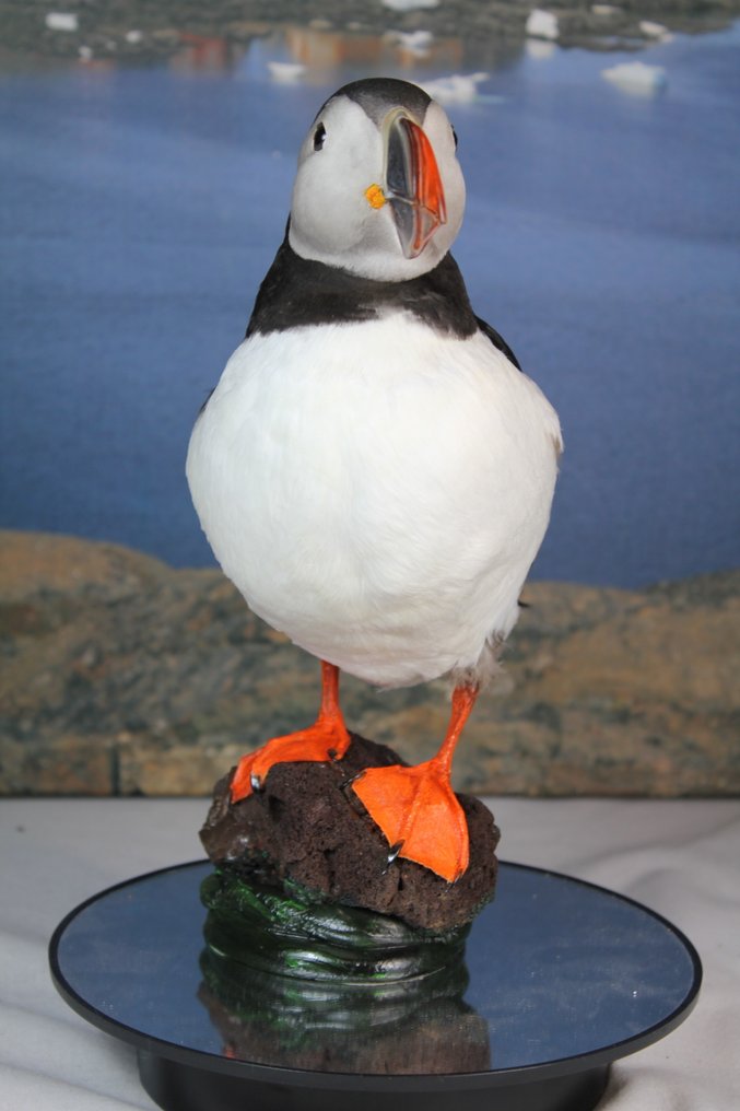 Atlantischer Lummenfisch Taxidermie-Ganzkörpermontage - Fratercula arctica (with Declaration of Legal Origin) - 30 cm - 23 cm - 9 cm - EU Annex I #3.2