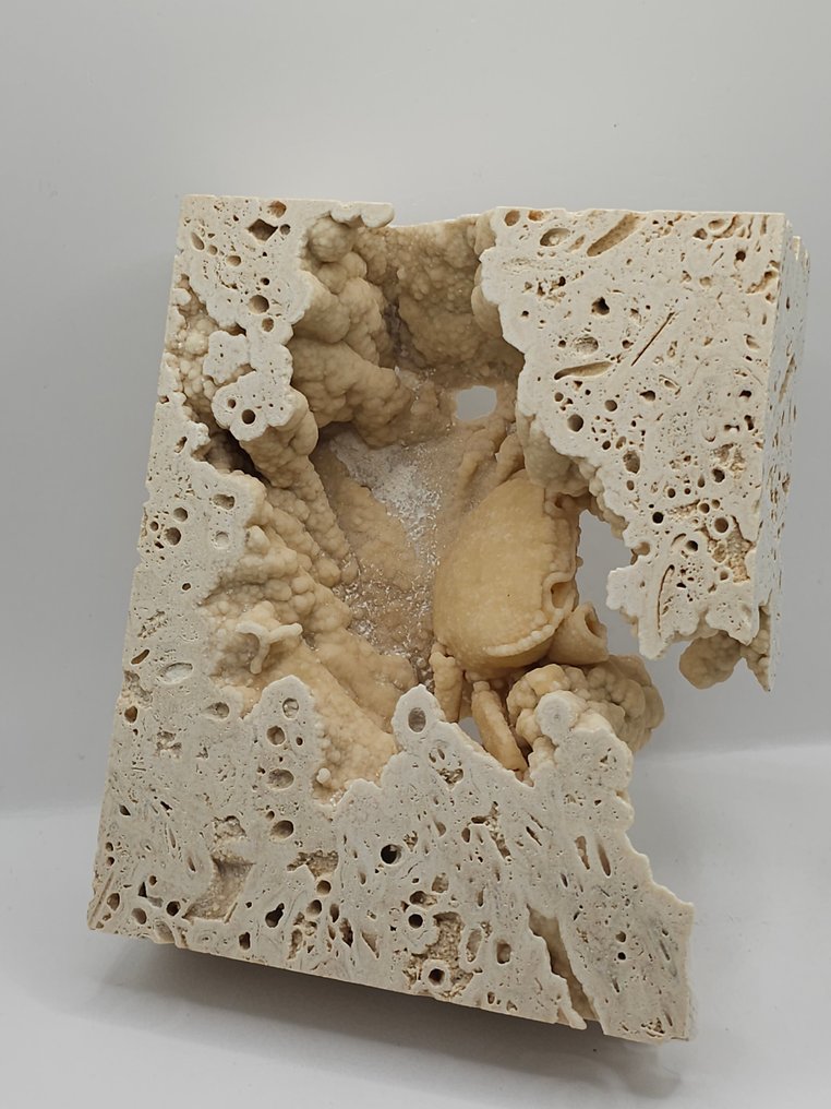 Crab - Schelet fosilă - 100 mm - 130 mm  (Fără preț de rezervă) #4.3