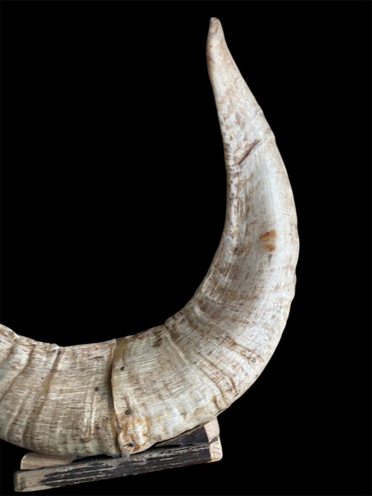 Vadkecske Agancs - Capra pyrenaica - 17.5 cm - 21 cm - 4.5 cm - (1) #1.0