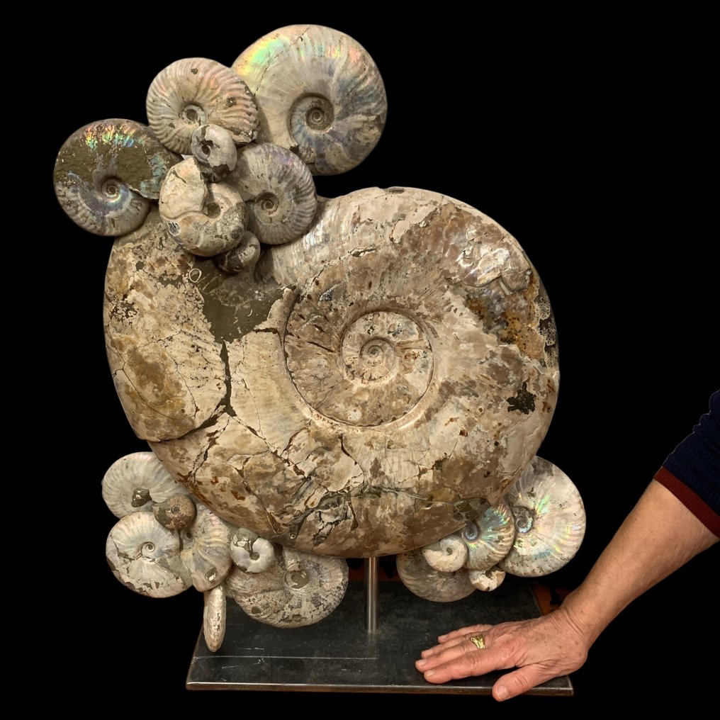 Cleoniceras - Fossilised shell - 66 cm - 52 cm #1.0