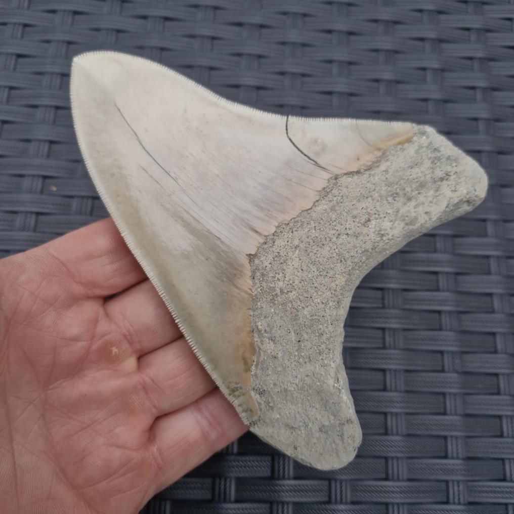 Megalodon Shark - Dinte fosilă - megaselachus megalodon - 137 mm - 105 mm #1.0