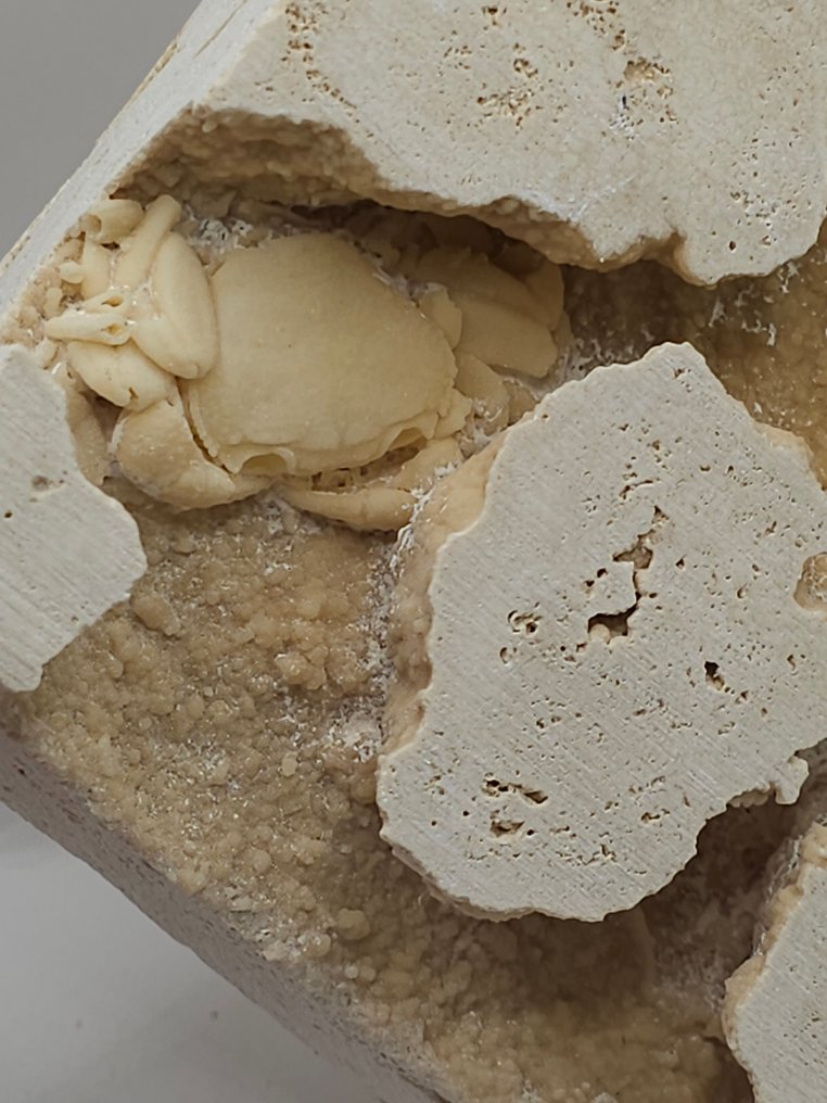 Crab - Schelet fosilă - 100 mm - 110 mm (Fără preț de rezervă) #2.1