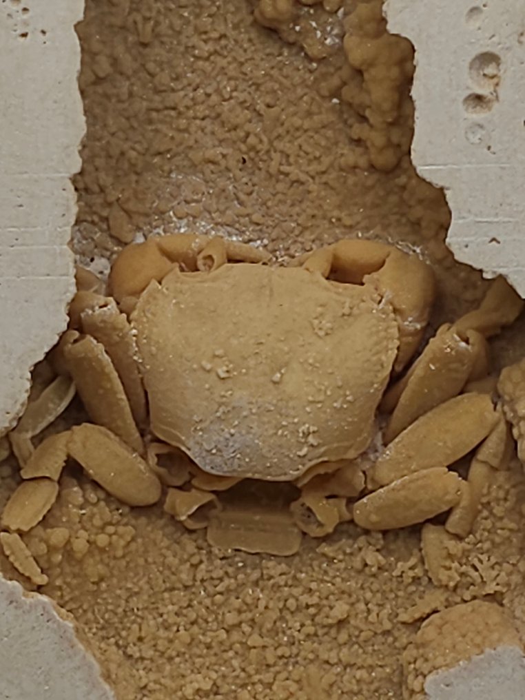 Crab - Fossil skeleton - 95 mm - 110 mm  (No reserve price) #3.2