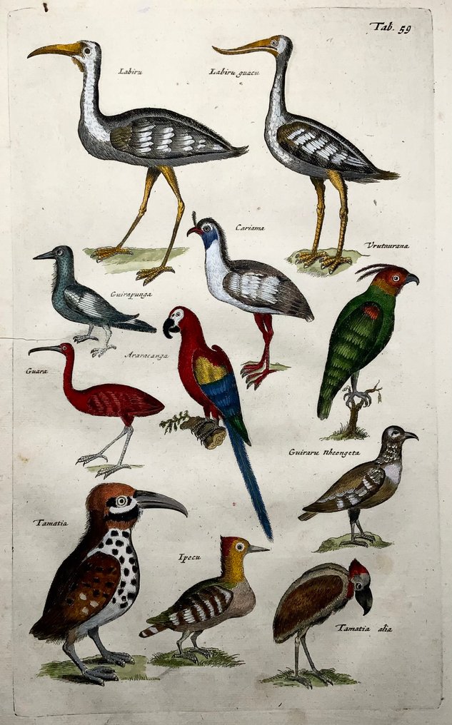 Matthäus Merian (1593-1650) - hand coloured engraving birds: Exotic, Amazonian Birds - 1657 #1.0
