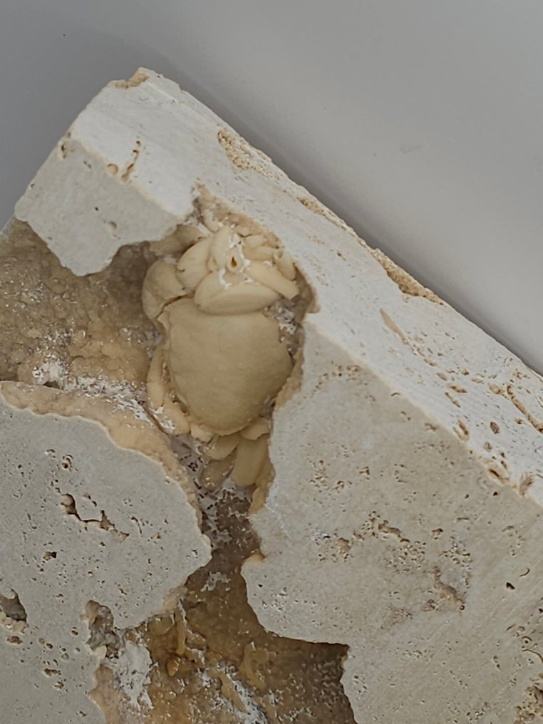 Crab - Schelet fosilă - 100 mm - 110 mm (Fără preț de rezervă) #3.2