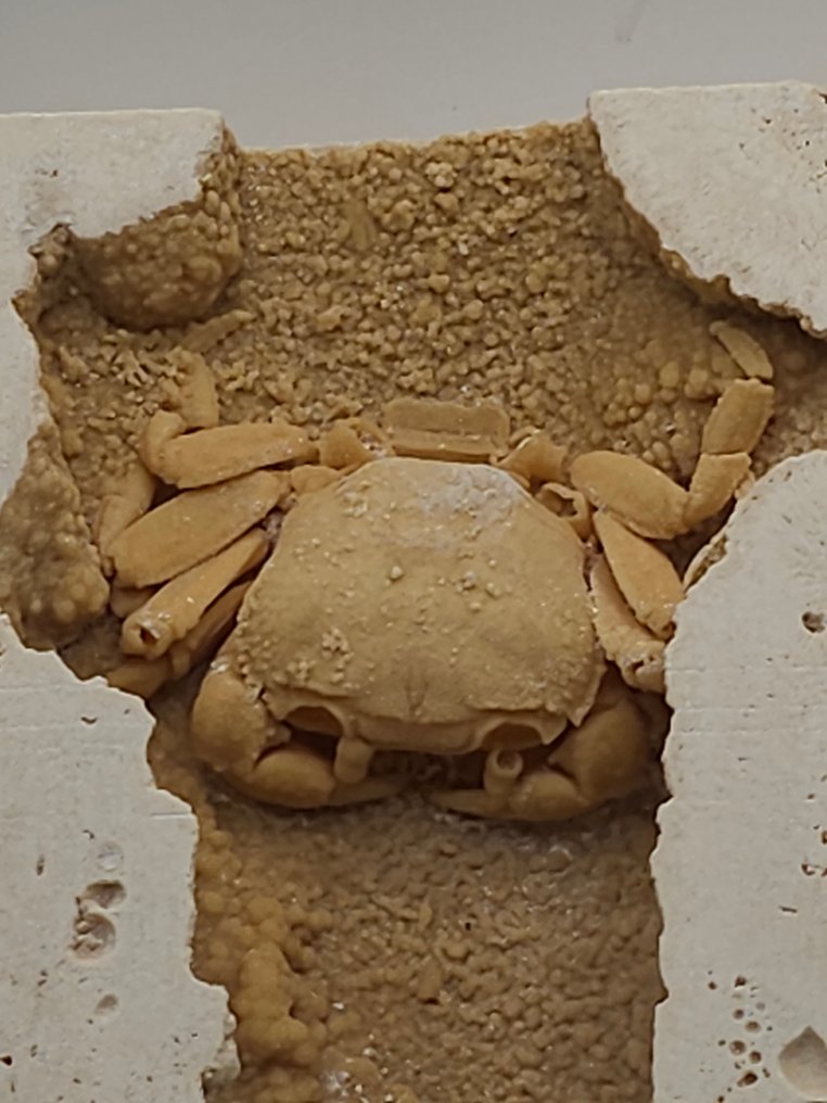 Crab - Fossil skeleton - 95 mm - 110 mm  (No reserve price) #1.0