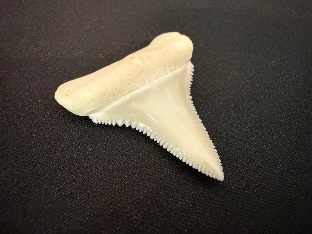 Gran tiburón blanco Diente - Carcharodon carcharias - 39 mm - 32 mm - 8 mm #1.0