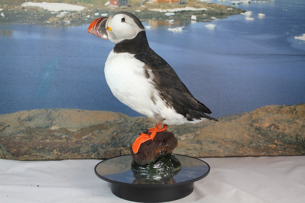 Atlantischer Lummenfisch Taxidermie-Ganzkörpermontage - Fratercula arctica (with Declaration of Legal Origin) - 30 cm - 23 cm - 9 cm - EU Annex I #1.0