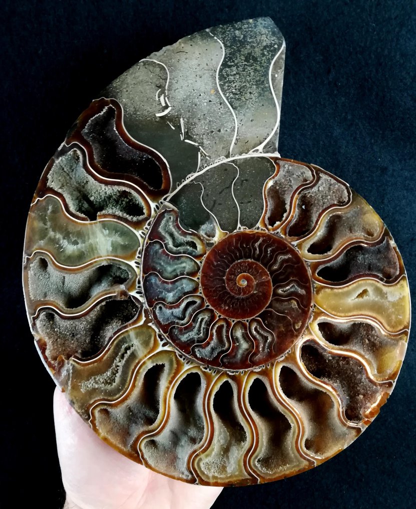 Ammonit - Forstenet dyr - Aioloceras (Cleoniceras) besairiei (Collignon 1949) - 21.7 cm - 18 cm #3.2