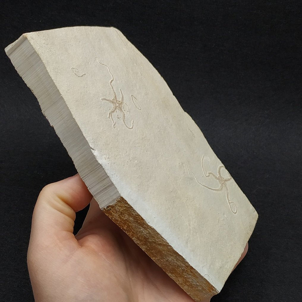 Αστέρια με εύθραυστα άκρα - Απολίθωμα μήτρας πλάκας - Ophiopetra lithographica #3.2