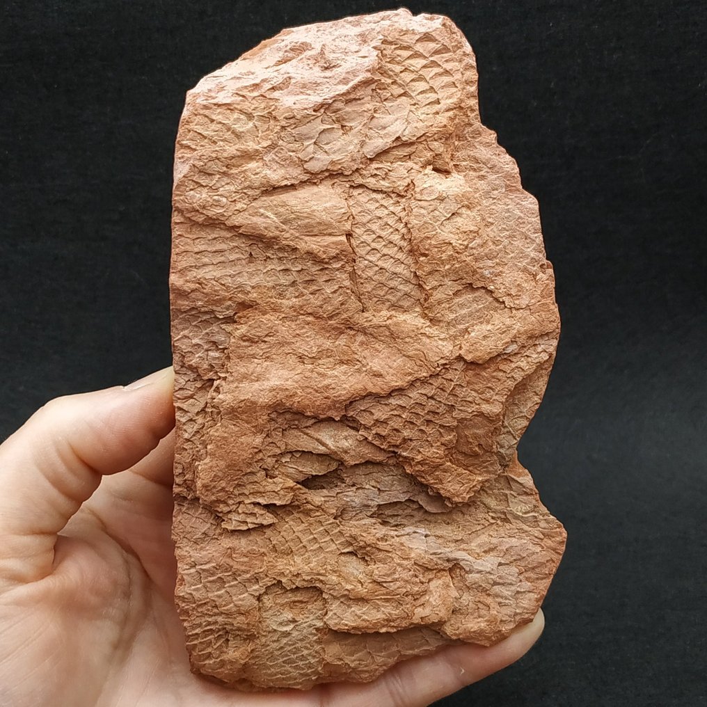 Καρονοφόρος Λυκοφύτης - Απολιθωμένο φυτό - Lepidodendron sp. (χωρίς τιμή ασφαλείας) #1.0