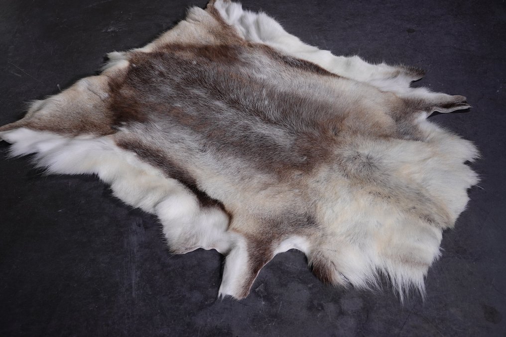 Reinsdyr Utstopping for veggfeste - Rangifer tarandus - 2 cm - 105 cm - 130 cm - Ikke-CITES arter #4.3