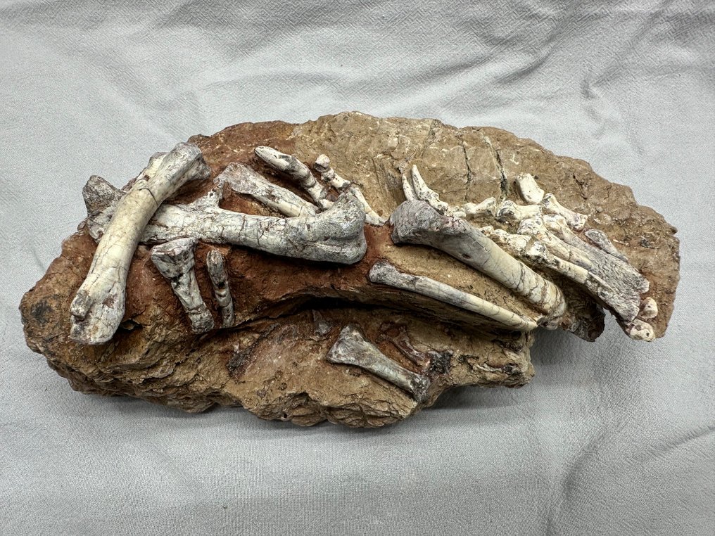 Fossil matrix - Psittacosaurus - 23 cm - 12 cm  (Ingen mindstepris) #1.0