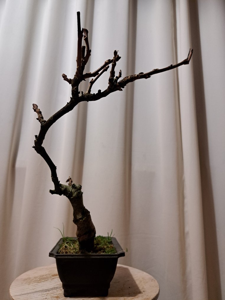 Wisteria bonsai - Height (Tree): 35 cm - Depth (Tree): 27 cm - Japan #3.2