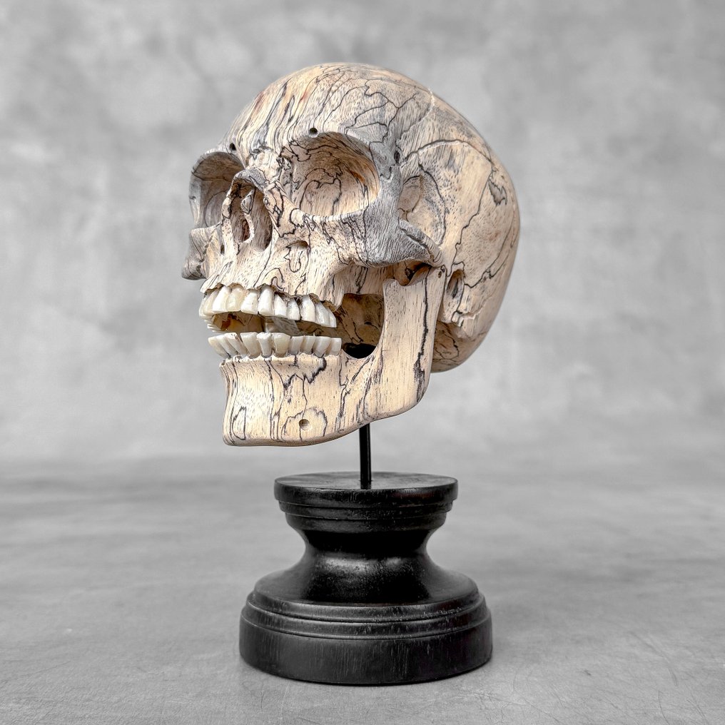 Stunning Wooden Human Skull With a beautiful grain on a custom stand - Σκάλισμα - Ινδονησία  (χωρίς τιμή ασφαλείας) #4.3