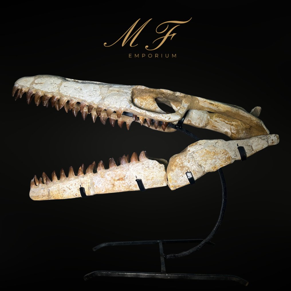 Mosassauro - Crânio fóssil - Mosasaurus sp. - 43 cm - 56 cm  (Sem preço de reserva) #3.2