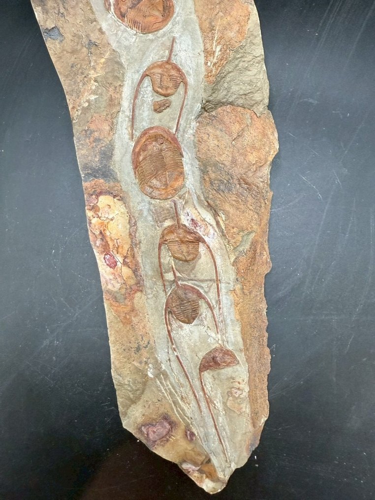 Trilobiet - Fossiele matrix - Asaphellus and Lonchodomas - 46 cm - 11 cm #4.3