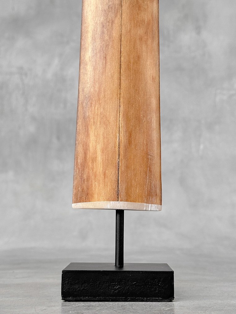 无底价 - 令人惊叹的剑鱼獠牙,装在底座上 架立式喙飾 - Xiphias Gladius - 74 cm - 7 cm - 7 cm- 非《瀕臨絕種野生動植物國際貿易公約》物種 #4.3