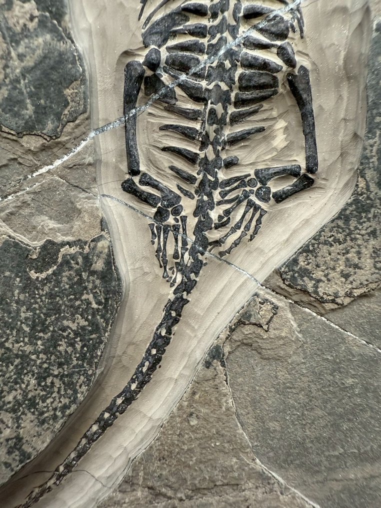 Reptil marino - Matriz fósil - Keichousaurus sp. - 21 cm - 13 cm (Sin precio de reserva) #4.3