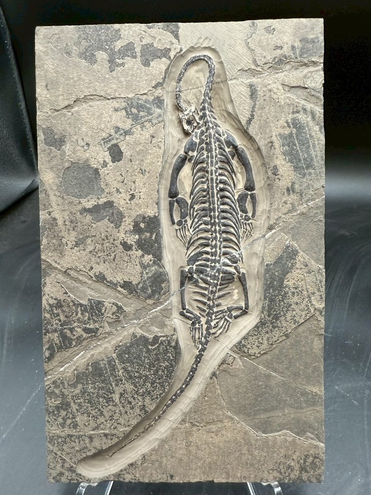 Reptil marino - Matriz fósil - Keichousaurus sp. - 21 cm - 13 cm (Sin precio de reserva) #1.0