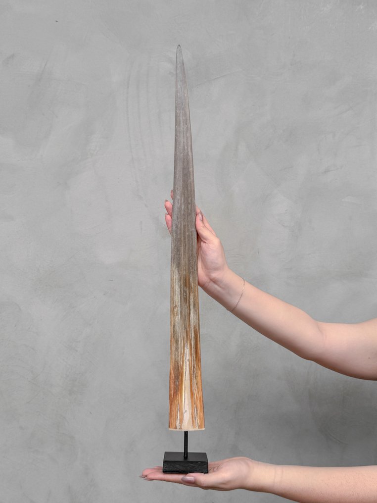 Χωρίς ελάχιστη τιμή - Λεπτοδουλεμένο κέρατο ξιφία τοποθετημένο σε προσαρμοσμένο βάθρο. Ρύγχος σε βάση - Xiphias Gladius - 73 cm - 7 cm - 7 cm- Είδη που δεν ανήκουν στο CITES - (1) #1.0