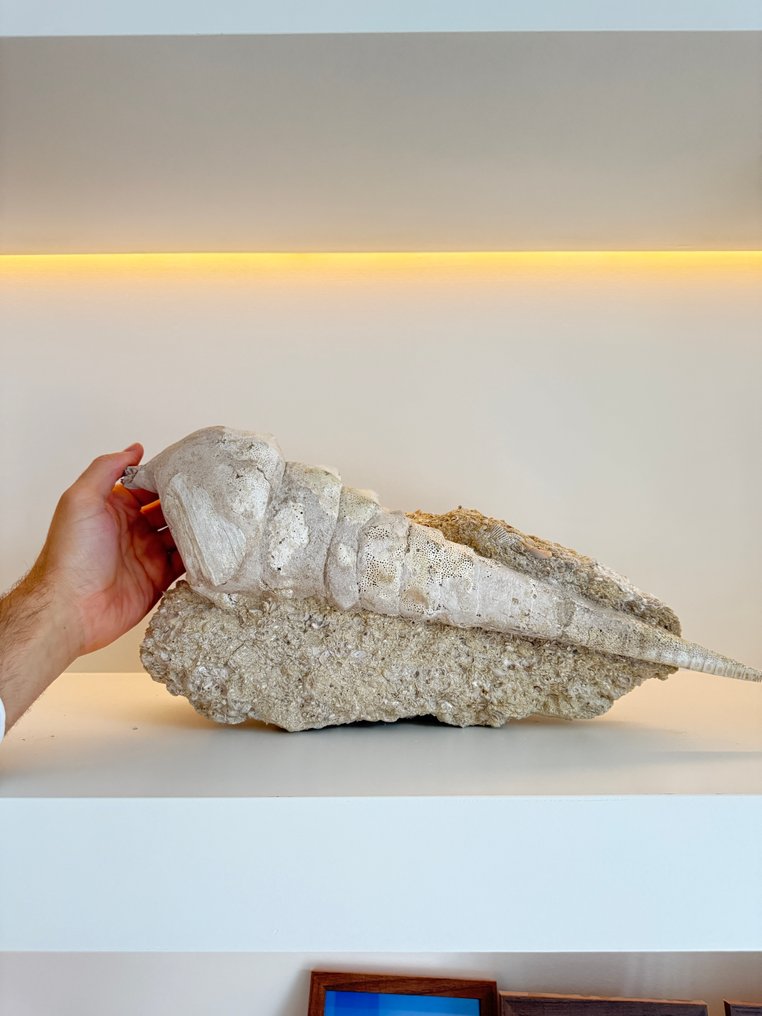 Mollusc - Animale fosilizate - Cerithium Gigantium Fossil - 18 cm - 48 cm #3.2