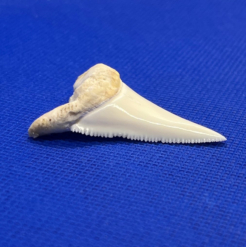 Great White Shark Tooth - Carcharodon carcharias - 44 mm - 32 mm - 10 mm #3.2