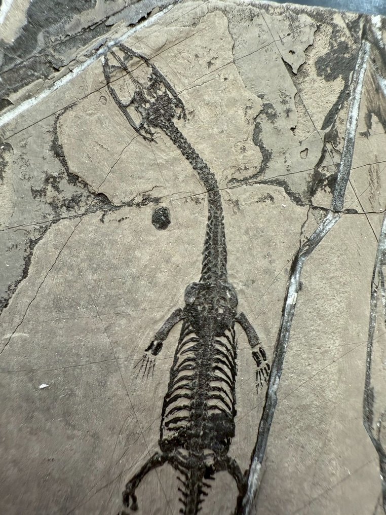 Fossil matrix - Keichousaurus sp. - 8.5 cm - 5.5 cm  (沒有保留價) #4.3