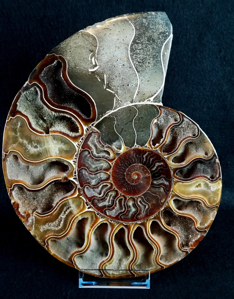 Ammonit - Forstenet dyr - Aioloceras (Cleoniceras) besairiei (Collignon 1949) - 21.7 cm - 18 cm #1.0