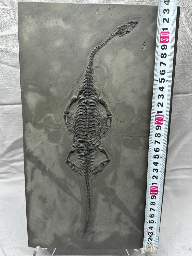 Fossil - Fossil matrix - Keichousaurus sp. (BIG) - 34 cm - 19.7 cm #1.0