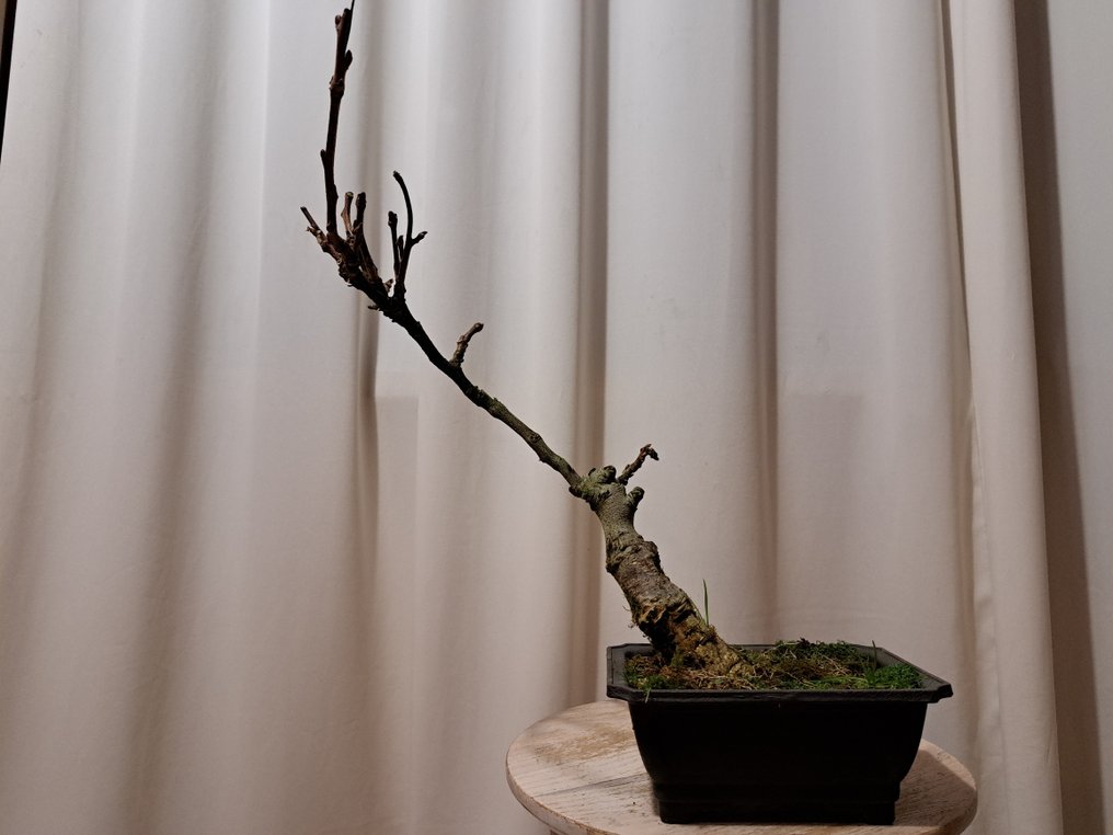 Wisteria bonsai - Height (Tree): 35 cm - Depth (Tree): 27 cm - Japan #2.1