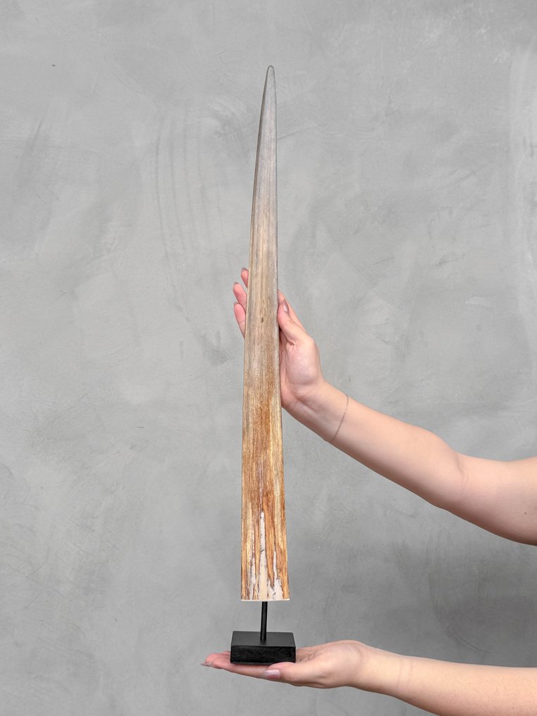 无底价 - 装置在定制底座上的剑鱼獠牙 支架上的吻突 - Xiphias Gladius - 71 cm - 7 cm - 7 cm- 非《濒危物种公约》物种 -  (1) #2.1