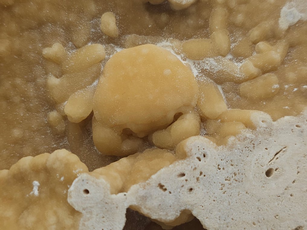 螃蟹 - 骨骼化石 - 98 mm - 110 mm  (没有保留价) #4.3