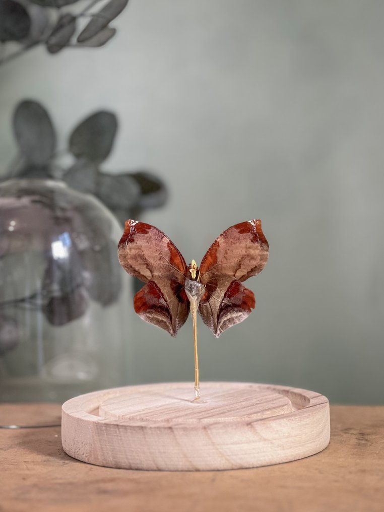 Πεταλούδα Βάση ταρίχευσης ολόκληρου σώματος - Siderone galanthis mars - 13 cm - 12 cm - 12 cm - Είδη που δεν ανήκουν στο CITES - 1 #3.2