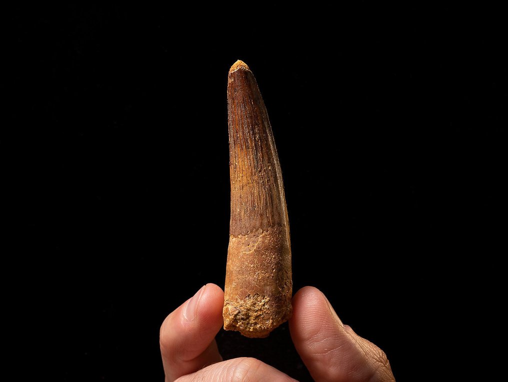 Dinosauro - Denti fossili - Spinosaurus - 8.5 cm - 2 cm #2.1