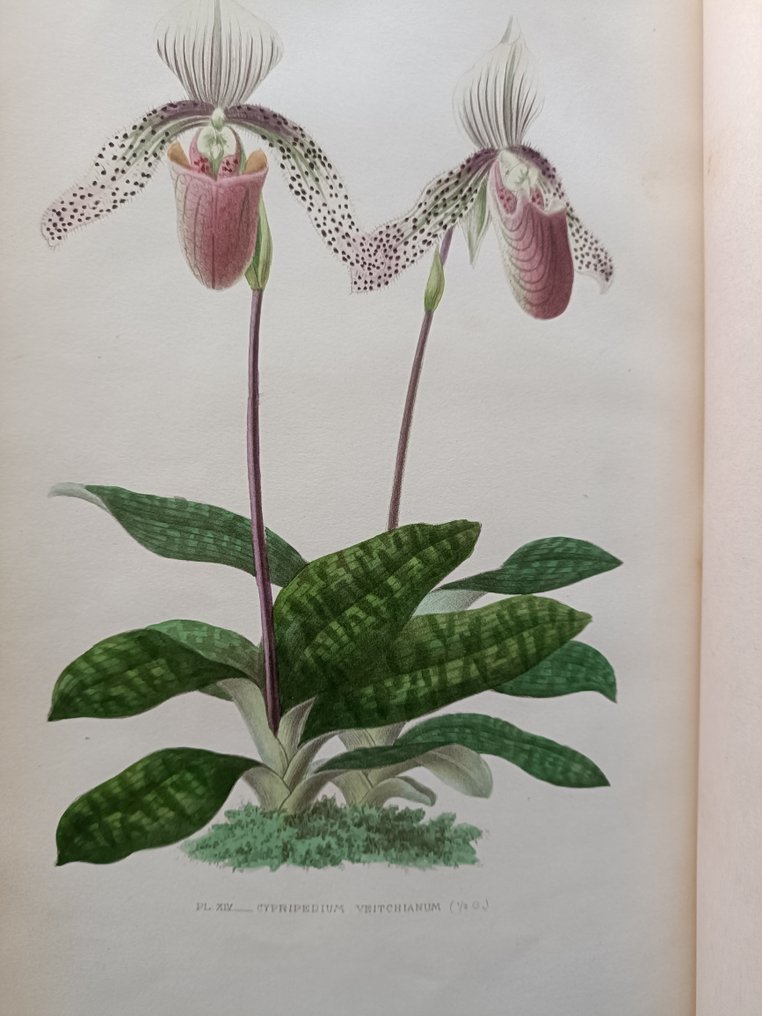 E. de Puydt / M. Leroy / M. Guibert - Les Orchidées - 1880 #1.0