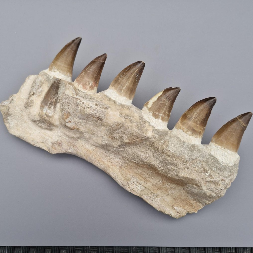 Mâchoire de mosasaure fossile - Mâchoire fossilisée - Mosasaurus beaugei - 256 mm - 129 mm (Sans prix de réserve) #2.1