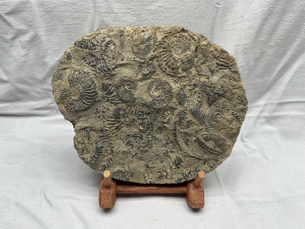 Ammonite - Animal fossilisé - Trachyceras aon - 20.5 cm - 17 cm (Sans prix de réserve) #1.0