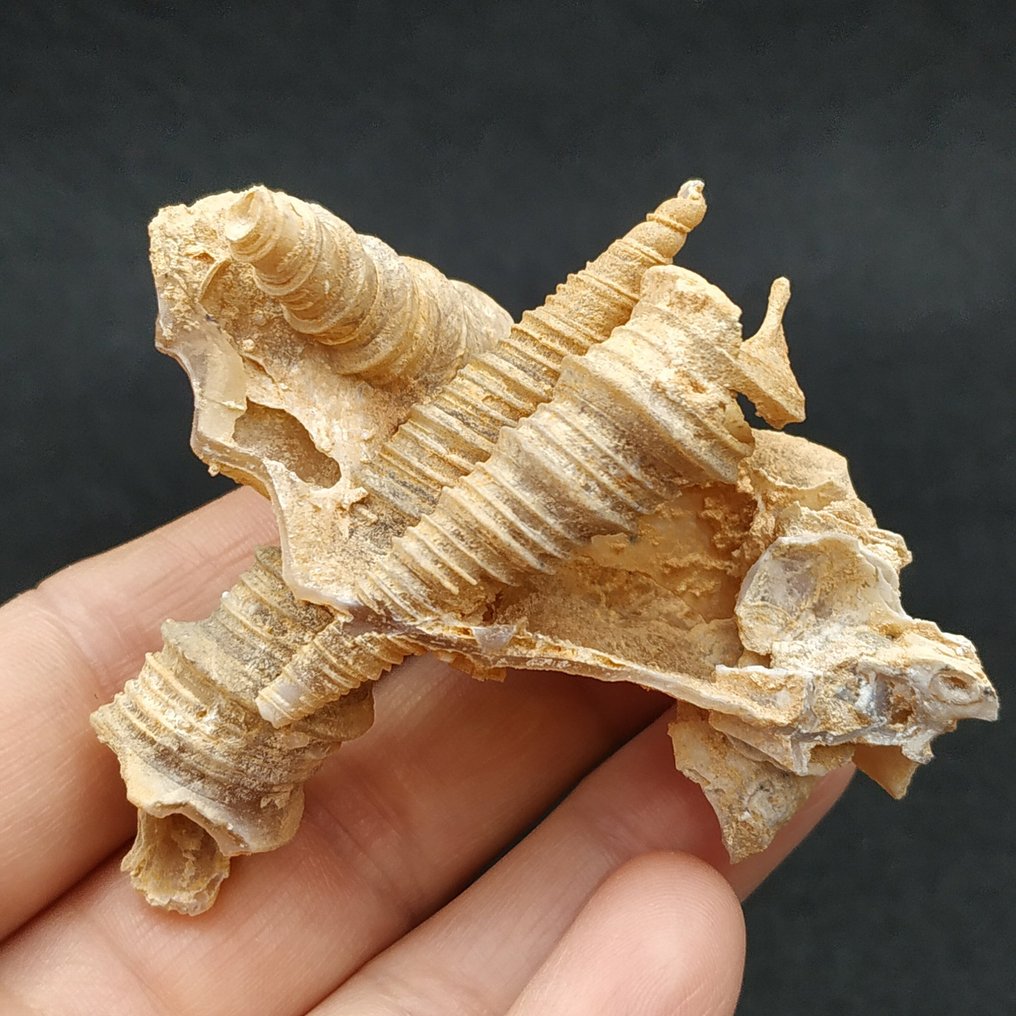 卡尔塞多化的腹足类动物 - 西撒哈拉 - 動物化石 - Turritella bicarinata  (沒有保留價) #1.0