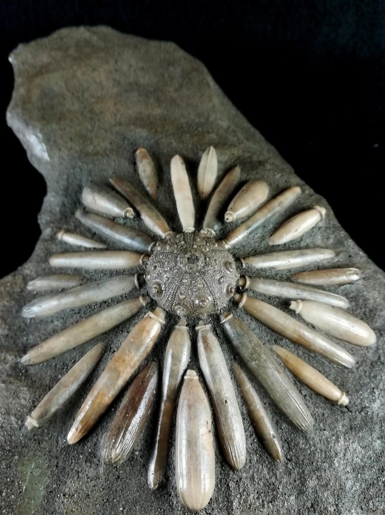 Fossilt sjöborre!!! - Skal med radioler - Fossiliserat djur - Gymnocidaris koechlini - 21.5 cm - 16 cm #3.2