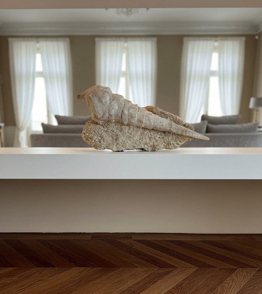 Mollusc - Animale fosilizate - Cerithium Gigantium Fossil - 18 cm - 48 cm #1.0