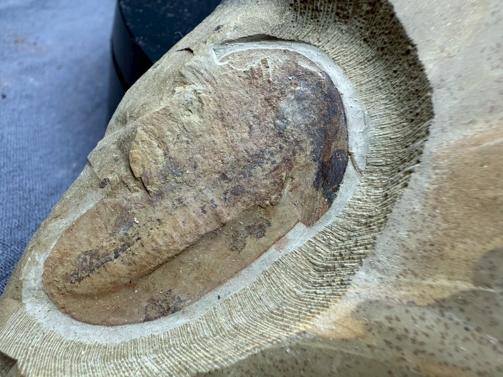 Misszhouia longicudata - Fossil plate matrix - Misszhouia longicudata #2.1