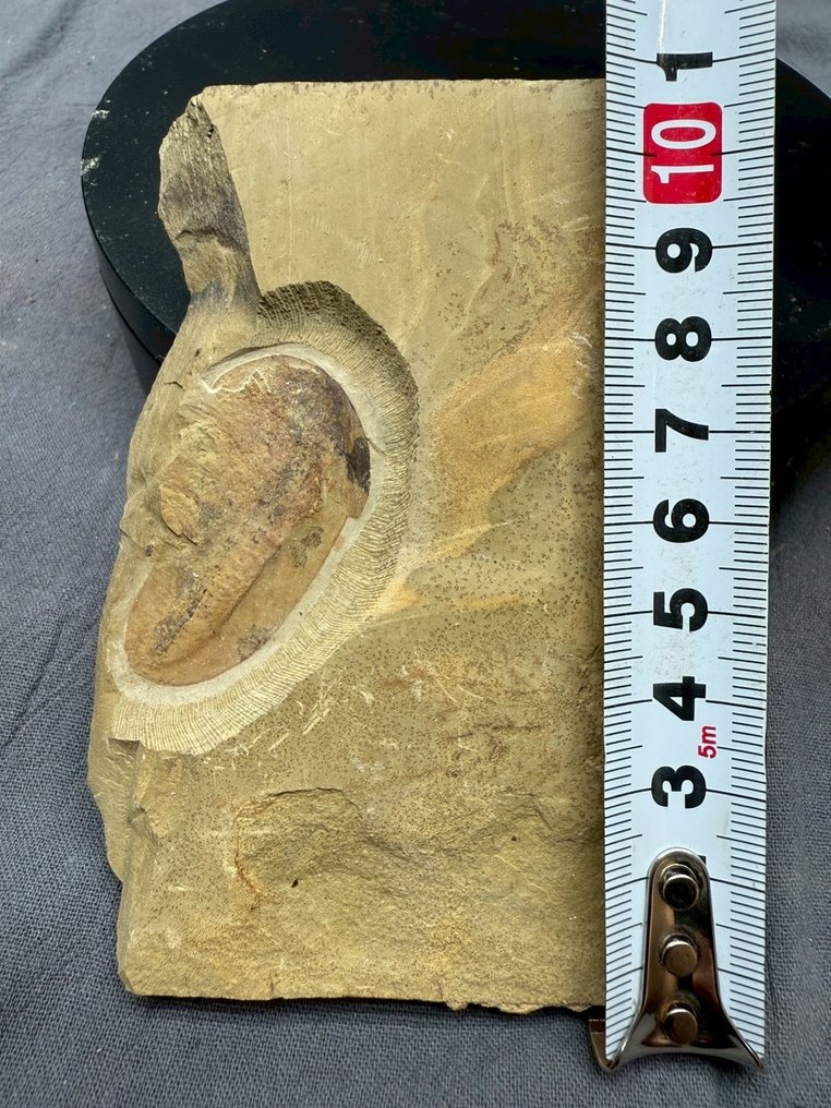 Misszhouia longicudata - Fossil plate matrix - Misszhouia longicudata #4.3