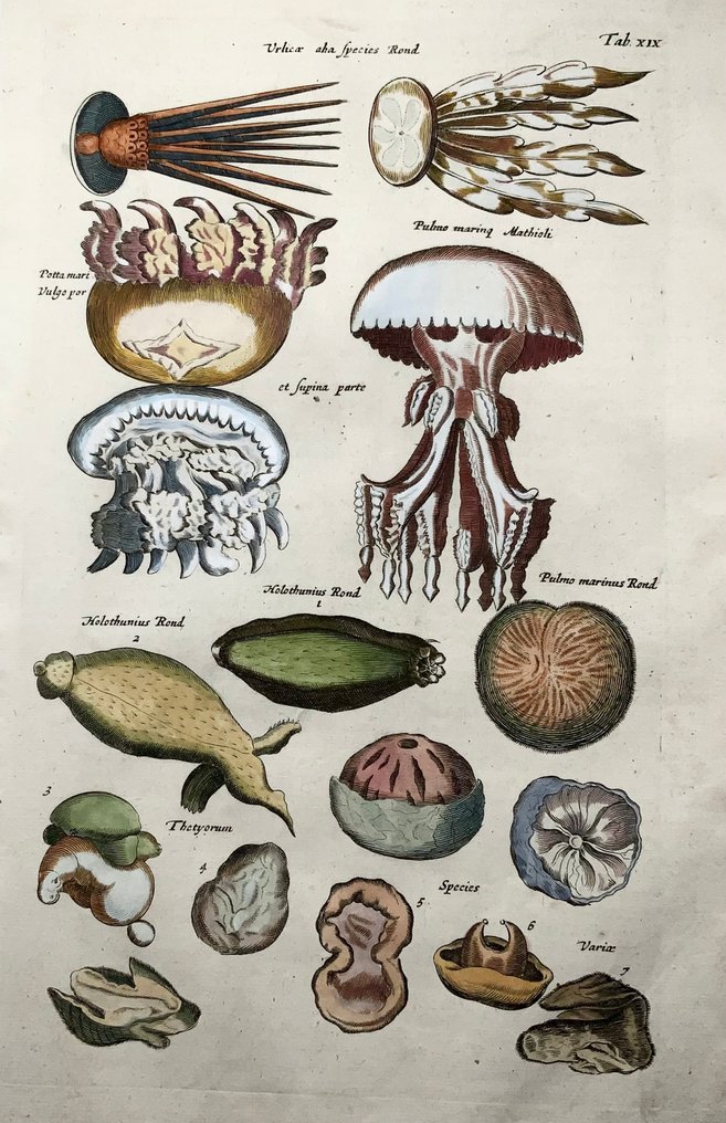 Matthäus Merian (1593-1650) - hand coloured folio, Jellyfish, Cuttlefish, Sea Urchins - 1657 #3.2