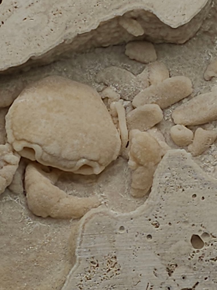 Cangrejo - Esqueleto fósil - 105 mm - 110 mm  (Sin precio de reserva) #4.3