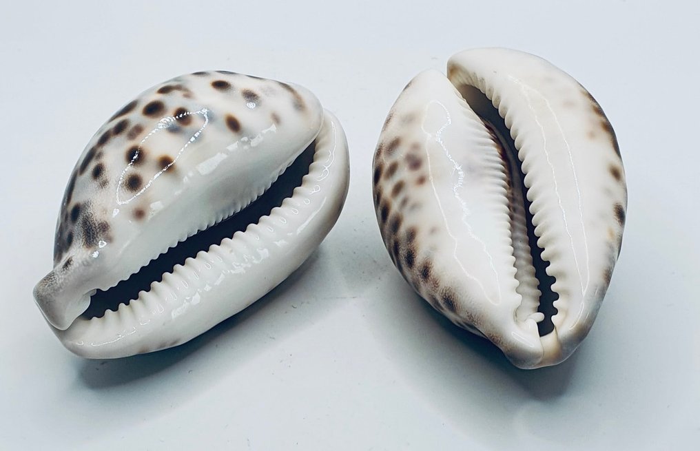 Schelpdieren Zeeschelp - Conque et Cyprae Tigris  (Zonder minimumprijs) #1.0