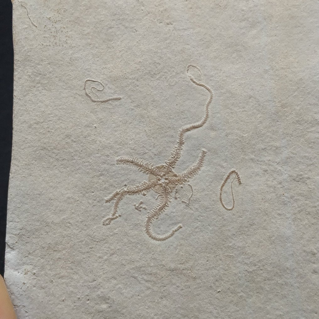 Αστέρια με εύθραυστα άκρα - Απολίθωμα μήτρας πλάκας - Ophiopetra lithographica #4.3