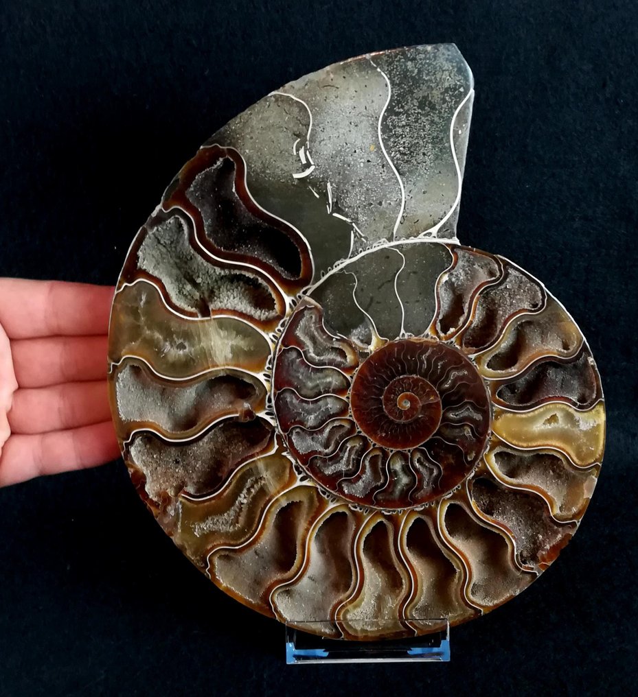 Ammonit - Forstenet dyr - Aioloceras (Cleoniceras) besairiei (Collignon 1949) - 21.7 cm - 18 cm #2.1